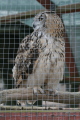 Photo /users/ganesh/gryphon/2198