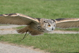Photo /users/ganesh/gryphon/2207