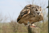 Photo /users/ganesh/gryphon/2208