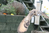 Photo /users/ganesh/gryphon/2213