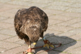 Photo /users/ganesh/gryphon/2214