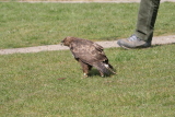 Photo /users/ganesh/gryphon/2215