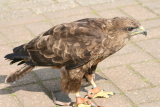 Photo /users/ganesh/gryphon/2216