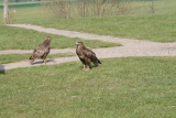 Photo /users/ganesh/gryphon/2217