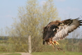 Photo /users/ganesh/gryphon/2218
