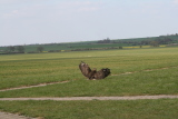 Photo /users/ganesh/gryphon/2224