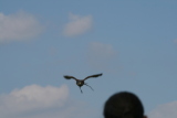 Photo /users/ganesh/gryphon/2228