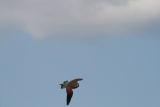 Photo /users/ganesh/gryphon/2229