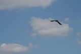Photo /users/ganesh/gryphon/2230