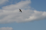 Photo /users/ganesh/gryphon/2231
