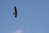 Photo /users/ganesh/gryphon/2233