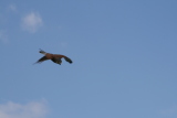 Photo /users/ganesh/gryphon/2237