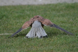 Photo /users/ganesh/gryphon/2240