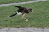 Photo /users/ganesh/gryphon/2242
