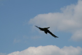 Photo /users/ganesh/gryphon/2246