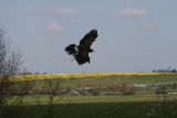 Photo /users/ganesh/gryphon/2247