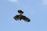 Photo /users/ganesh/gryphon/2249
