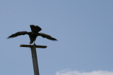 Photo /users/ganesh/gryphon/2251