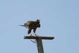 Photo /users/ganesh/gryphon/2252
