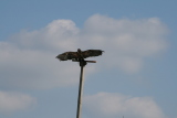 Photo /users/ganesh/gryphon/2253