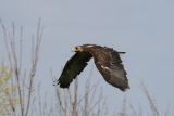 Photo /users/ganesh/gryphon/2254