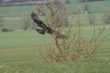 Photo /users/ganesh/gryphon/2256