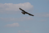 Photo /users/ganesh/gryphon/2261