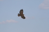 Photo /users/ganesh/gryphon/2262