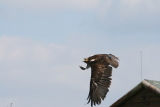 Photo /users/ganesh/gryphon/2266