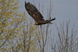 Photo /users/ganesh/gryphon/2267
