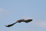 Photo /users/ganesh/gryphon/2269