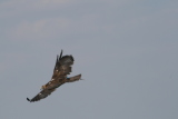 Photo /users/ganesh/gryphon/2270