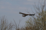 Photo /users/ganesh/gryphon/2272