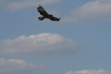 Photo /users/ganesh/gryphon/2275