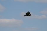 Photo /users/ganesh/gryphon/2277