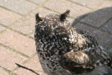 Photo /users/ganesh/gryphon/2288