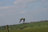 Photo /users/ganesh/gryphon/2293