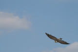 Photo /users/ganesh/gryphon/2295