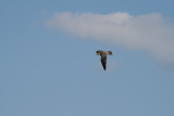 Photo /users/ganesh/gryphon/2296