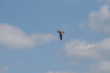Photo /users/ganesh/gryphon/2299