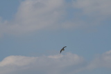 Photo /users/ganesh/gryphon/2301