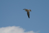 Photo /users/ganesh/gryphon/2303
