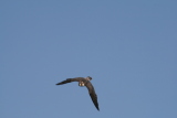 Photo /users/ganesh/gryphon/2304
