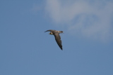 Photo /users/ganesh/gryphon/2311