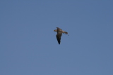 Photo /users/ganesh/gryphon/2315