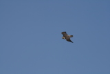 Photo /users/ganesh/gryphon/2316