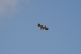 Photo /users/ganesh/gryphon/2317