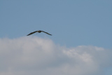 Photo /users/ganesh/gryphon/2328