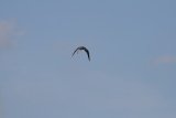 Photo /users/ganesh/gryphon/2329