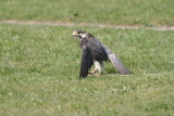 Photo /users/ganesh/gryphon/2336